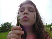 Pleteme věnečky z pampelišek